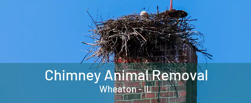 Chimney Animal Removal Wheaton - IL